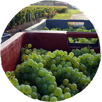 philosophie-des-pieds-et-des-vins2